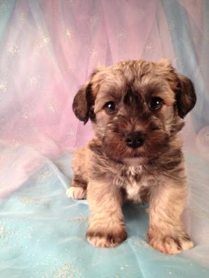 Schnoodle Puppy for sale #2 DOB 3-26-13|Schnoodle Breeders in Illinois and Wisconsin would love to know how Purebredpups can ship puppies for only $150.